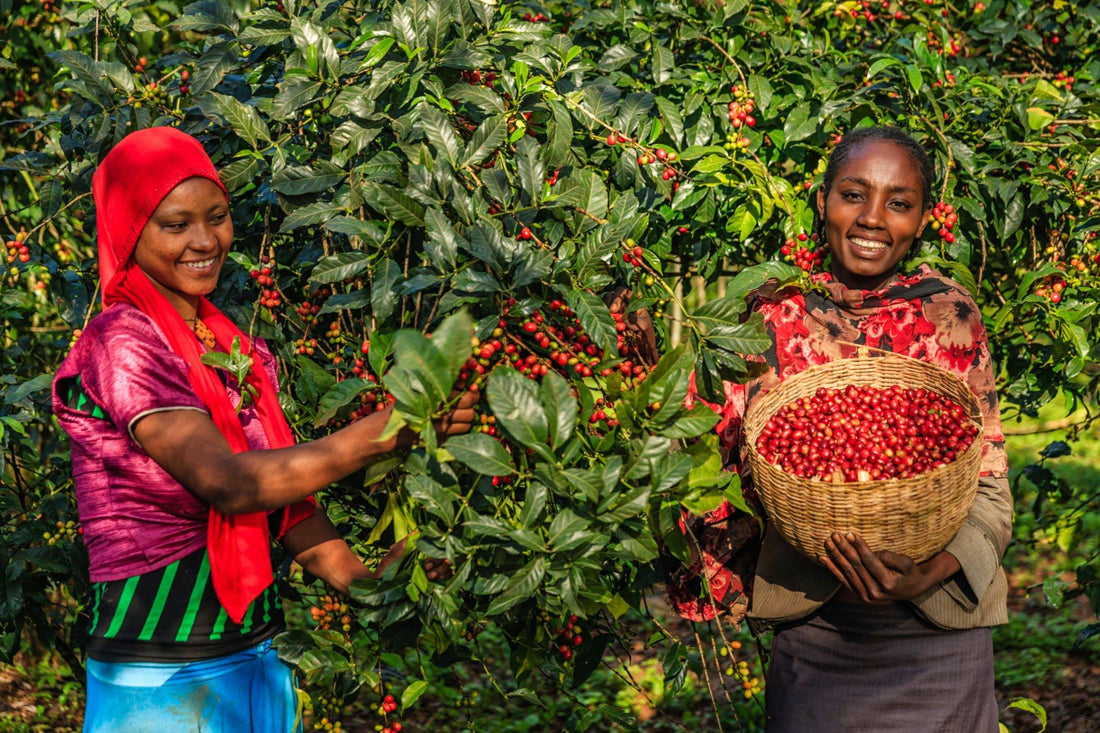 Exploring Exotic Coffee Varieties: From Geisha to Kopi Luwak