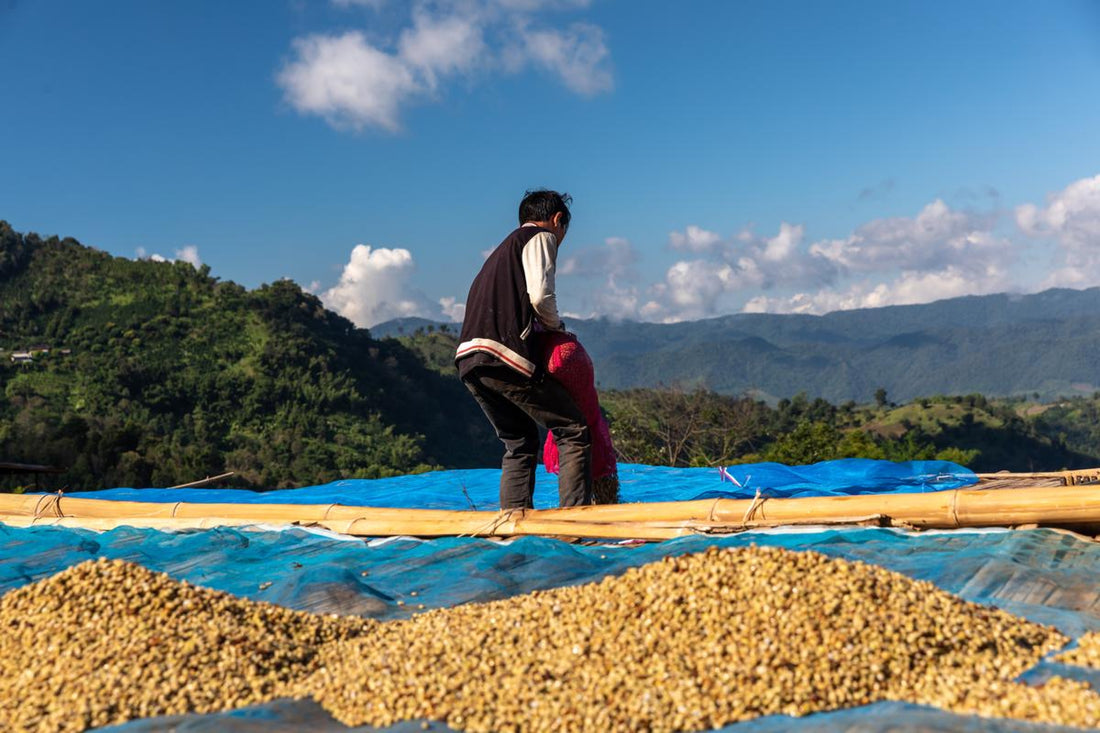 The Impact of Climate Change on Coffee Production