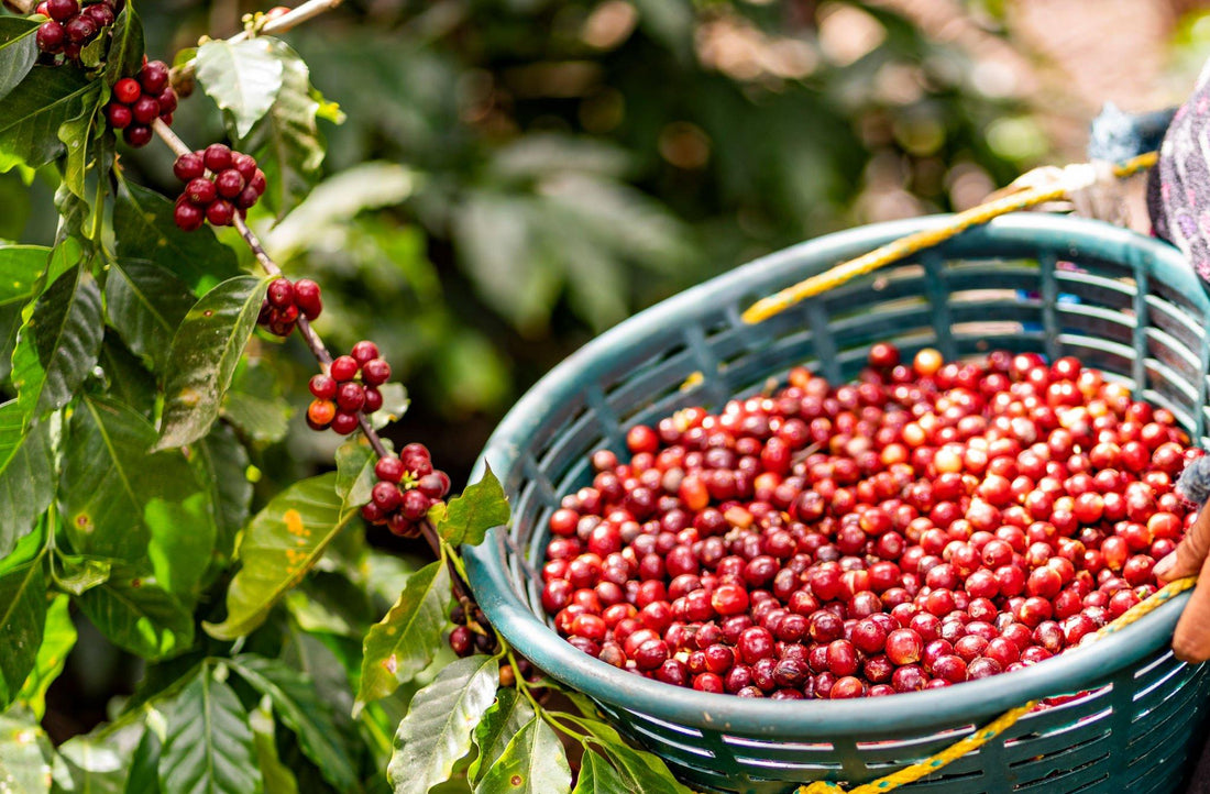 Exploring Guatemalan Antigua Coffee