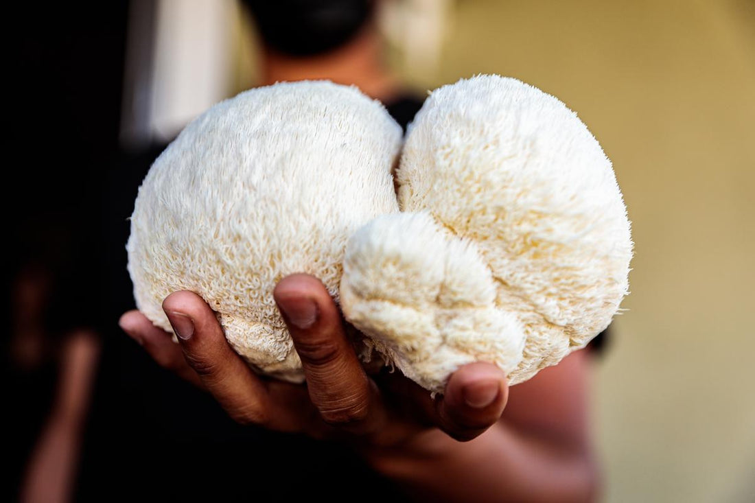 The Magic in Your Mug: Lion's Mane in Your Morning Coffee