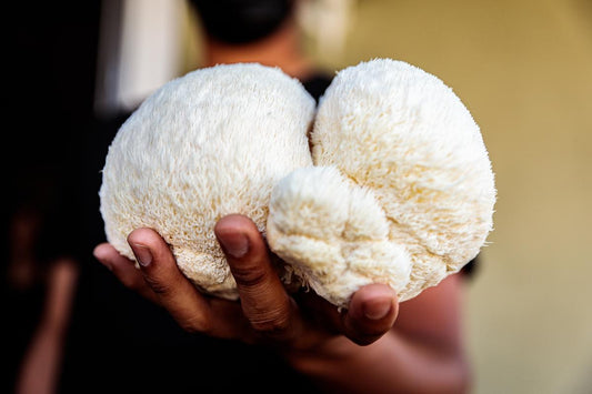 The Magic in Your Mug: Lion's Mane in Your Morning Coffee