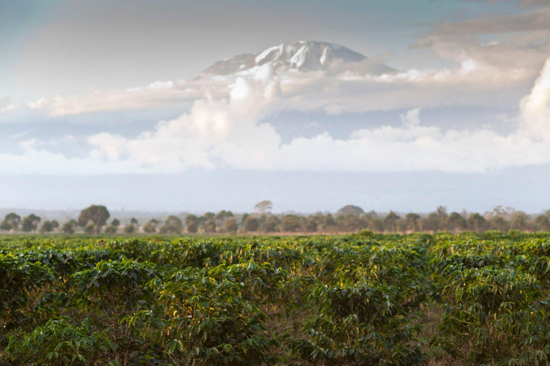 From The Perspective of a Coffee Lover - Tanzanian Coffee